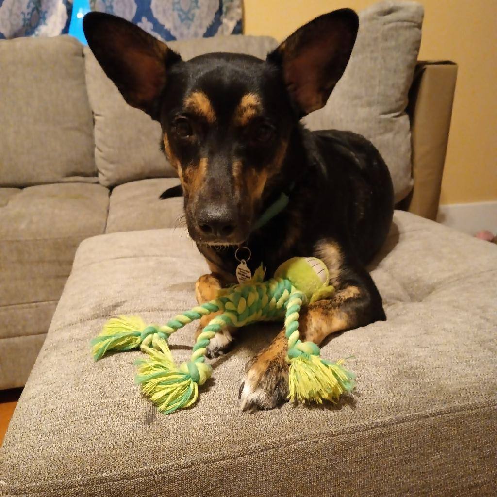 Rumble , a Adoptable mixed breed in Geneseo, IL image 2/4