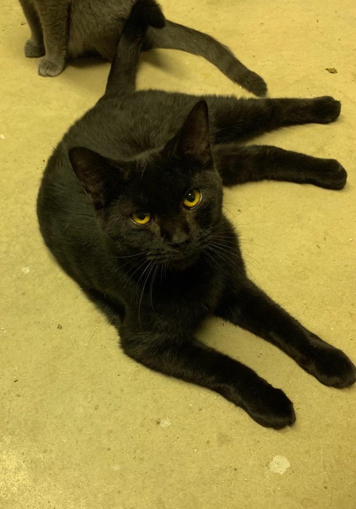 Tempest, Adoptable, Adult Female Domestic Short Hair.