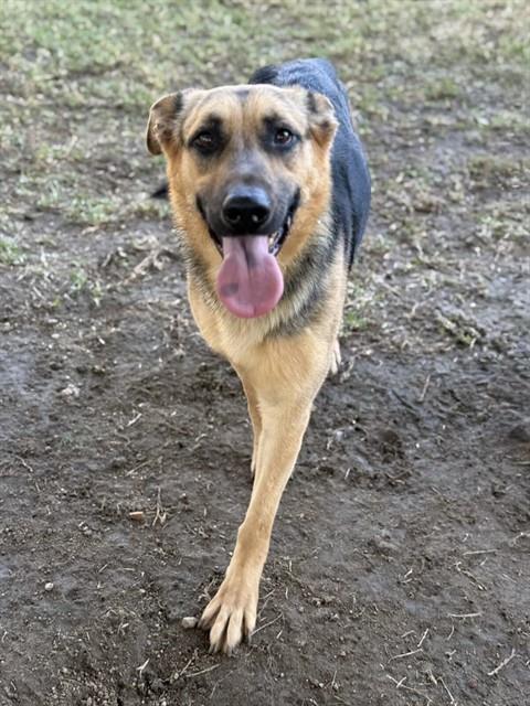 GILLIAN, Adoptable, Adult Female German Shepherd Dog.