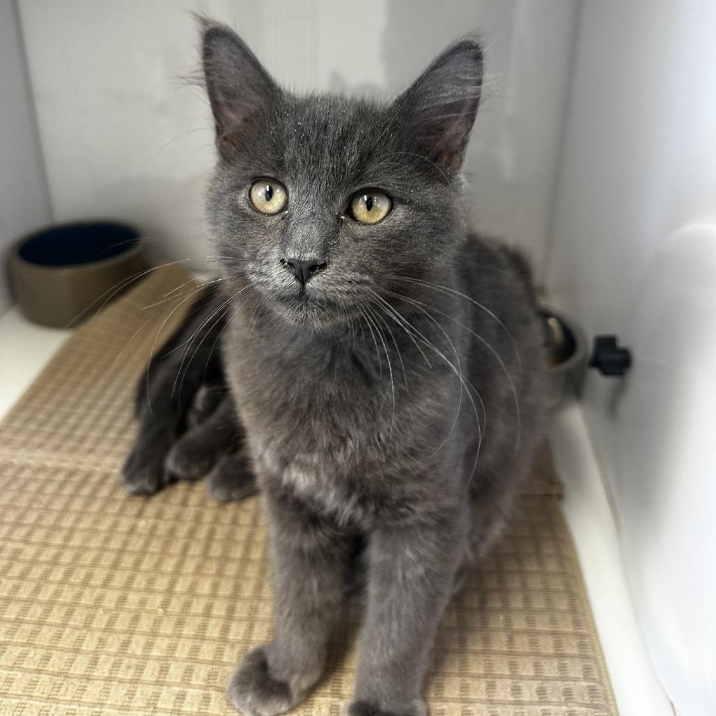 Enlarge Grayson, a Adoptable Domestic Short Hair in Ashland, OR image 1/1