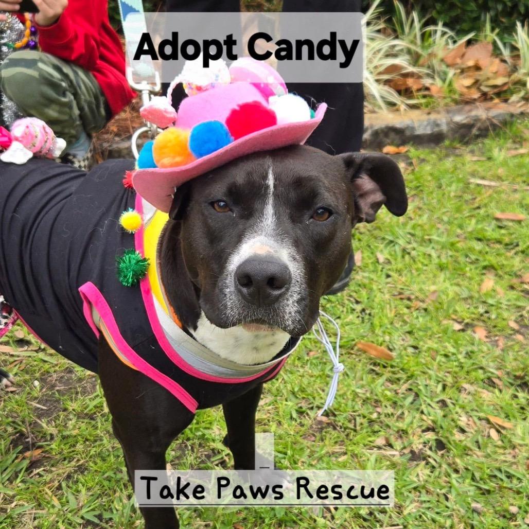 Candy (Reduced Rover)