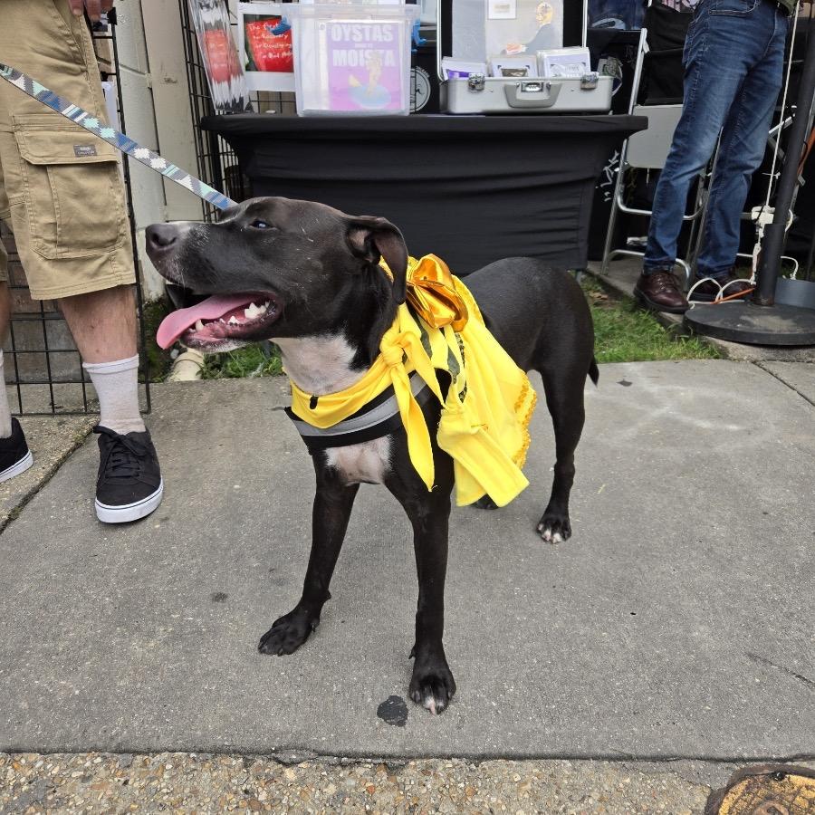 Candy (Reduced Rover) — thumbnail 2