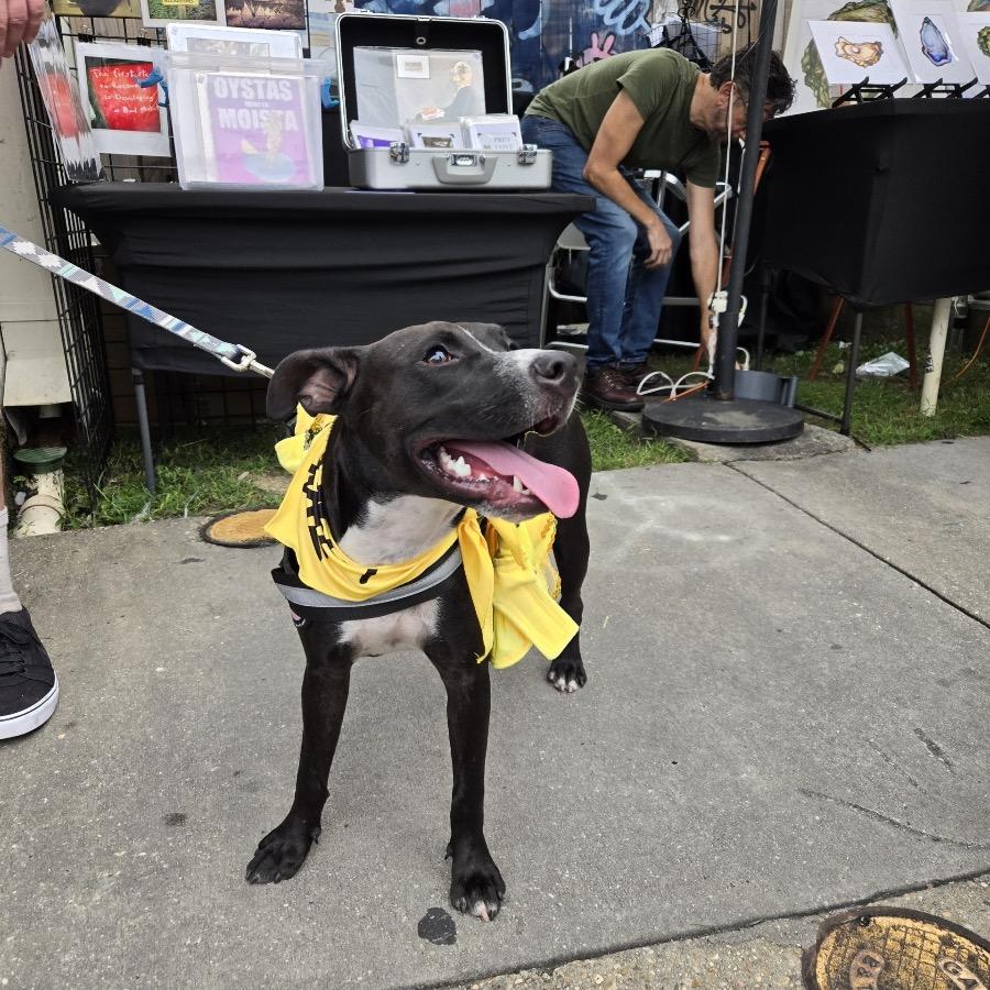 Candy (Reduced Rover) — thumbnail 4