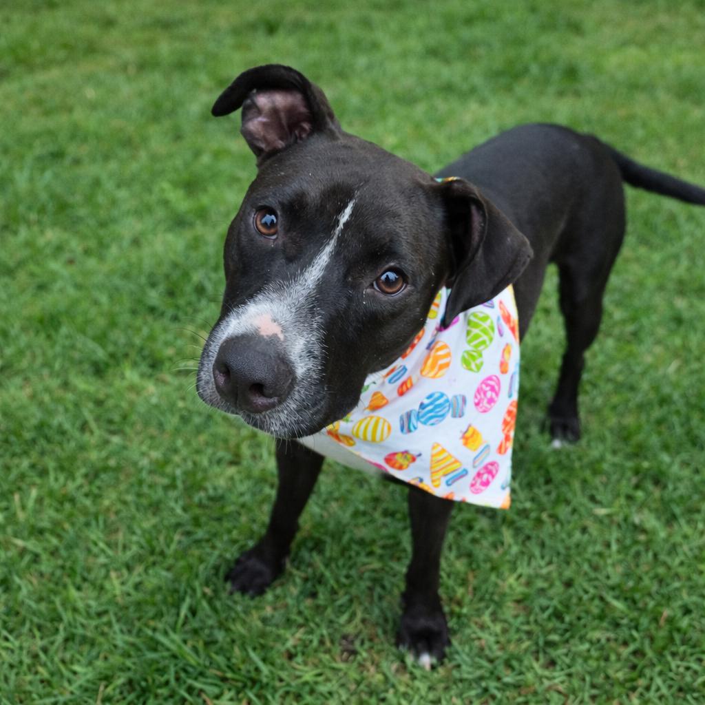 Candy (Reduced Rover) — thumbnail 5