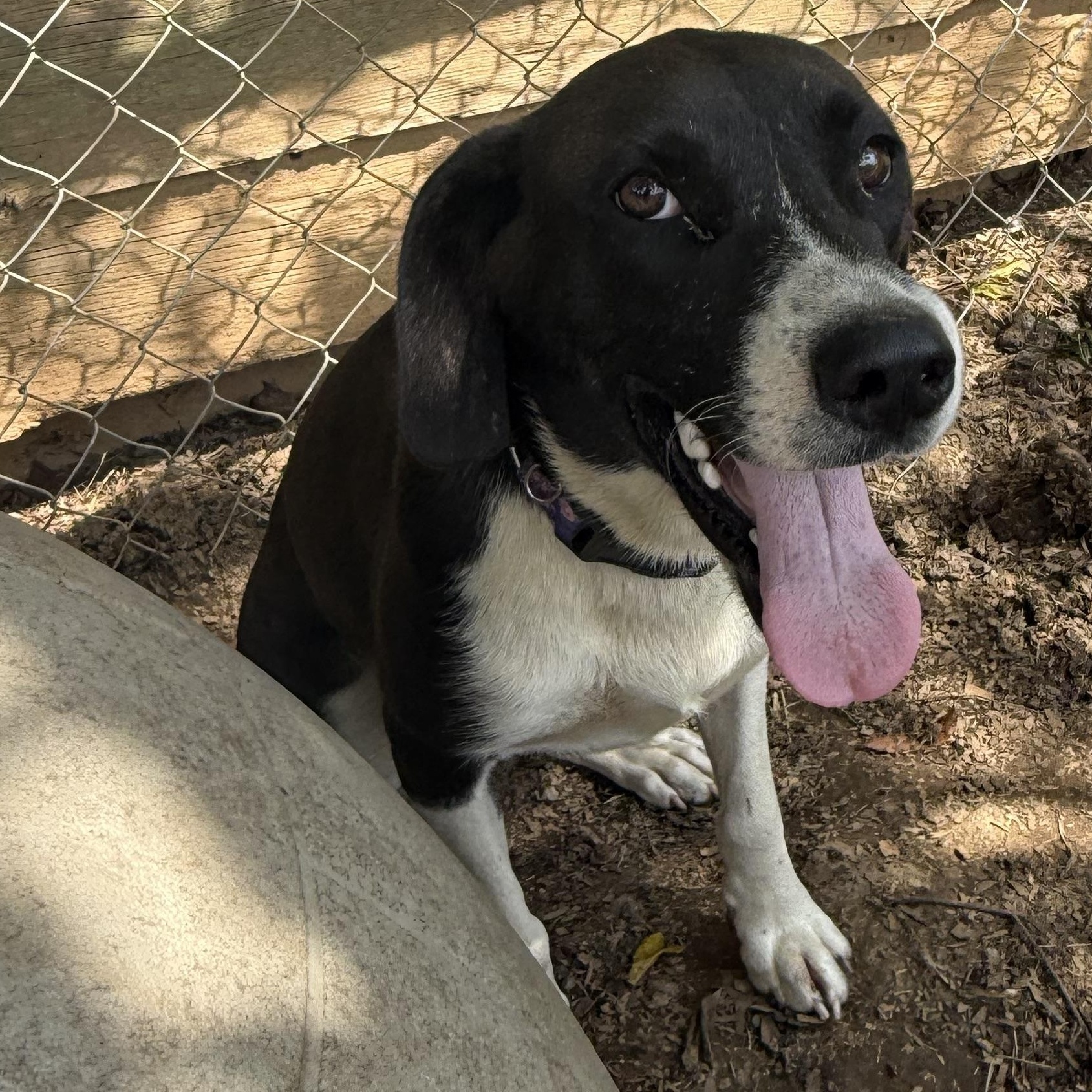 Enlarge Maverick, a Adoptable mixed breed in Fries, VA image 4/4