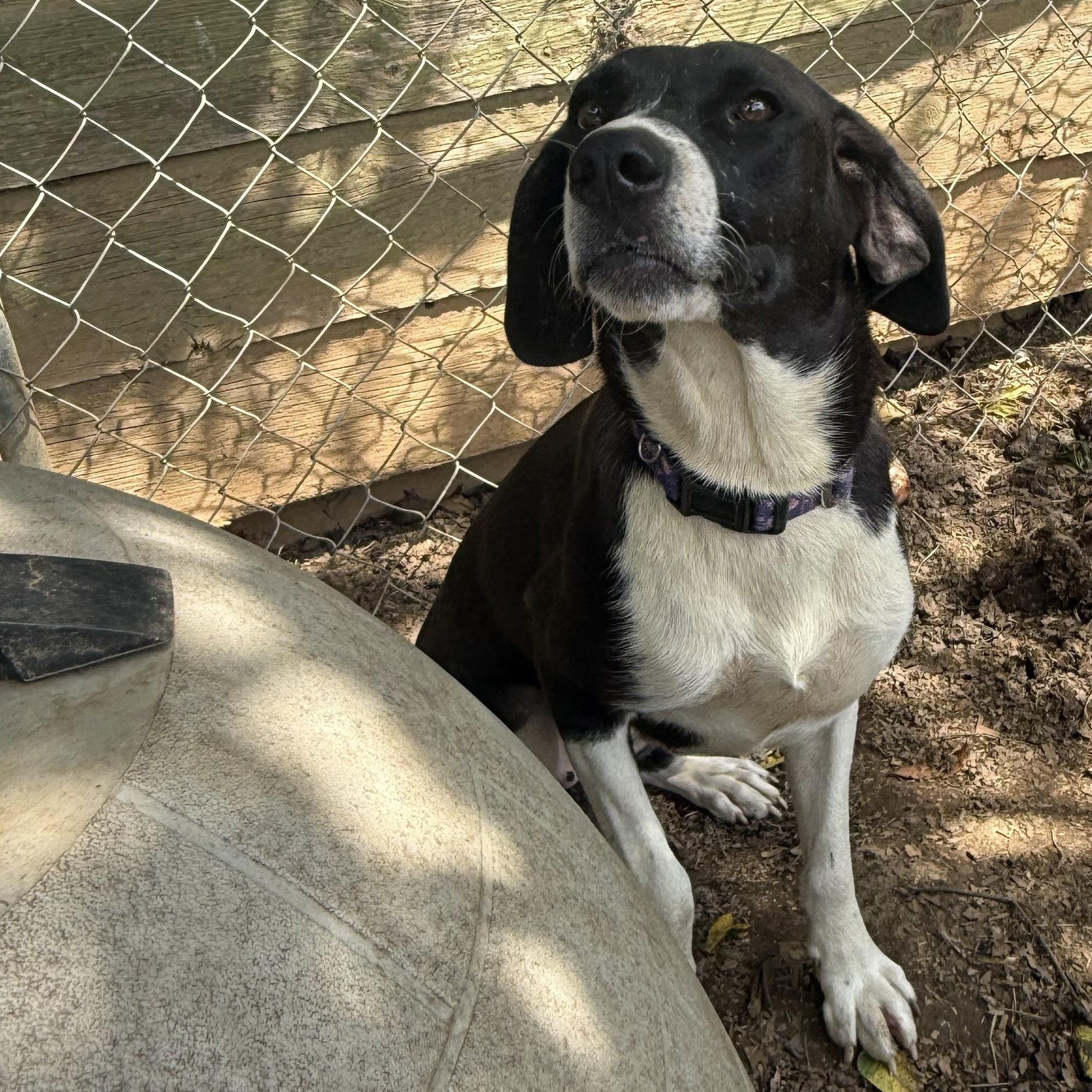 Enlarge Maverick, a Adoptable mixed breed in Fries, VA image 2/4