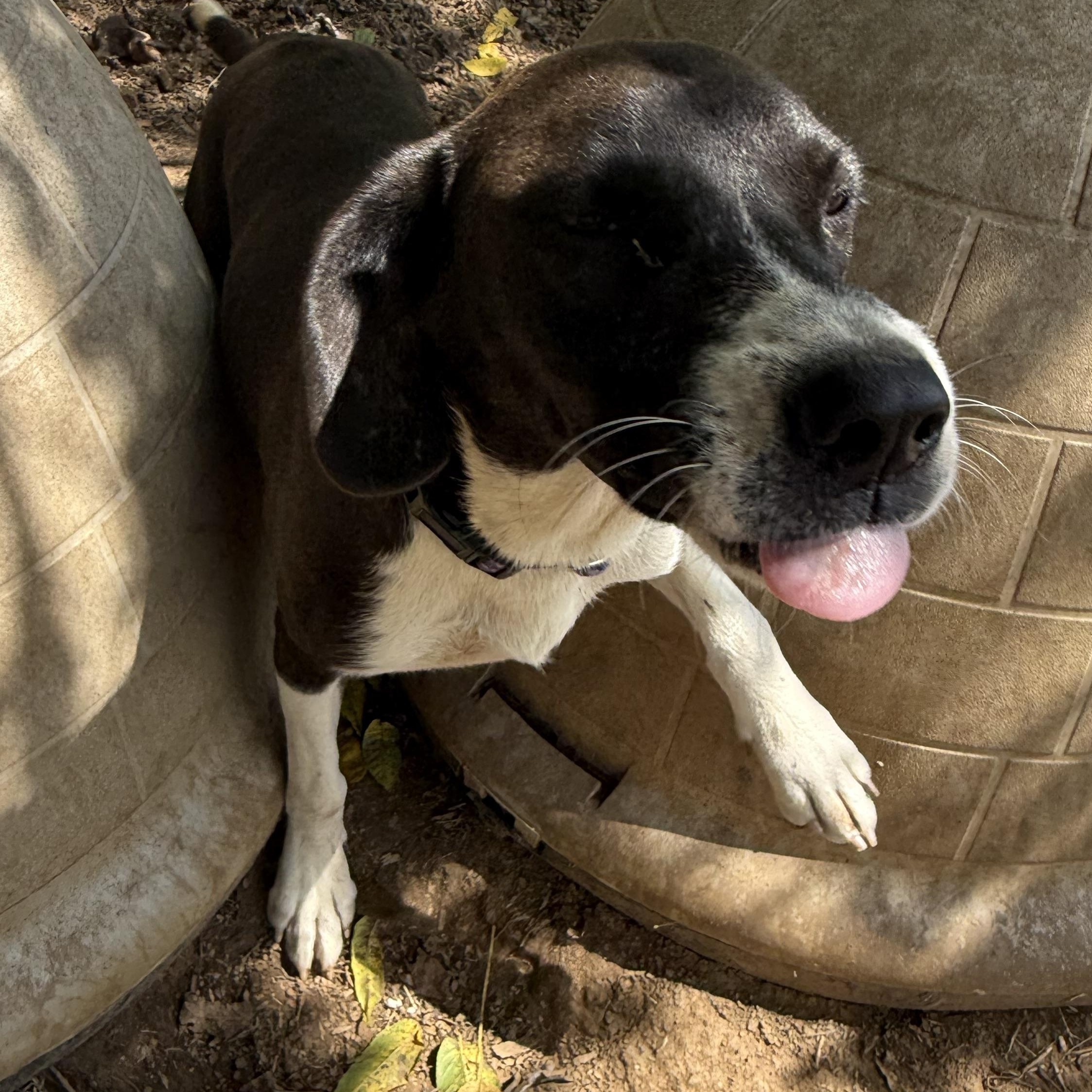 Enlarge Maverick, a Adoptable mixed breed in Fries, VA image 3/4