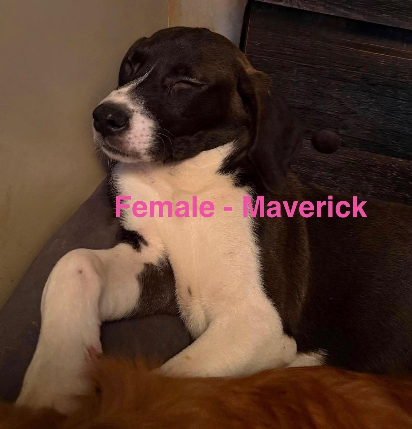 Maverick photo