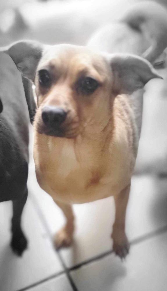 Tinkerbell, a Adoptable Chihuahua in San Francisco, CA image 1/2