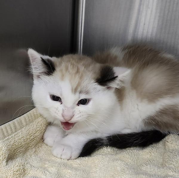 Enlarge Marshmallow, a Adoptable mixed breed in Silverdale, WA image 2/2