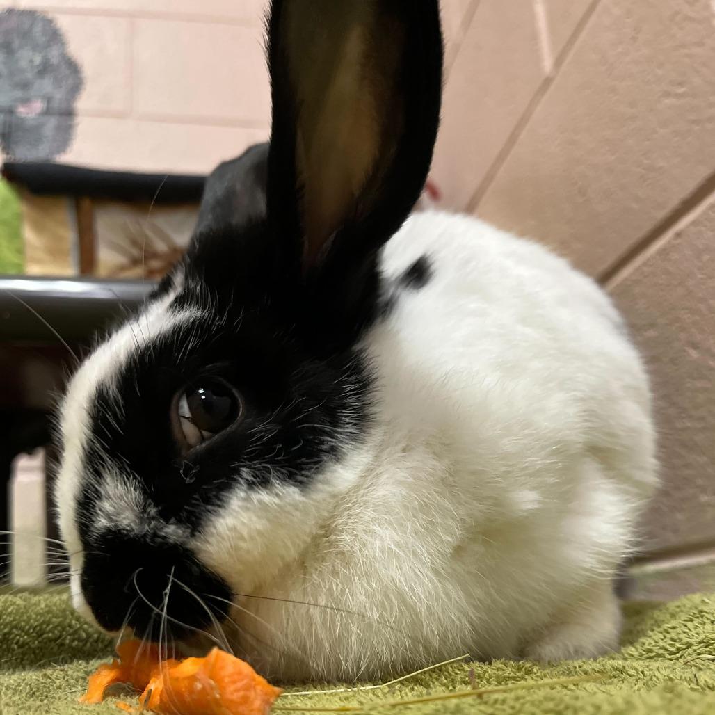 Enlarge Poppy, a Adoptable mixed breed in Owosso, MI image 2/4