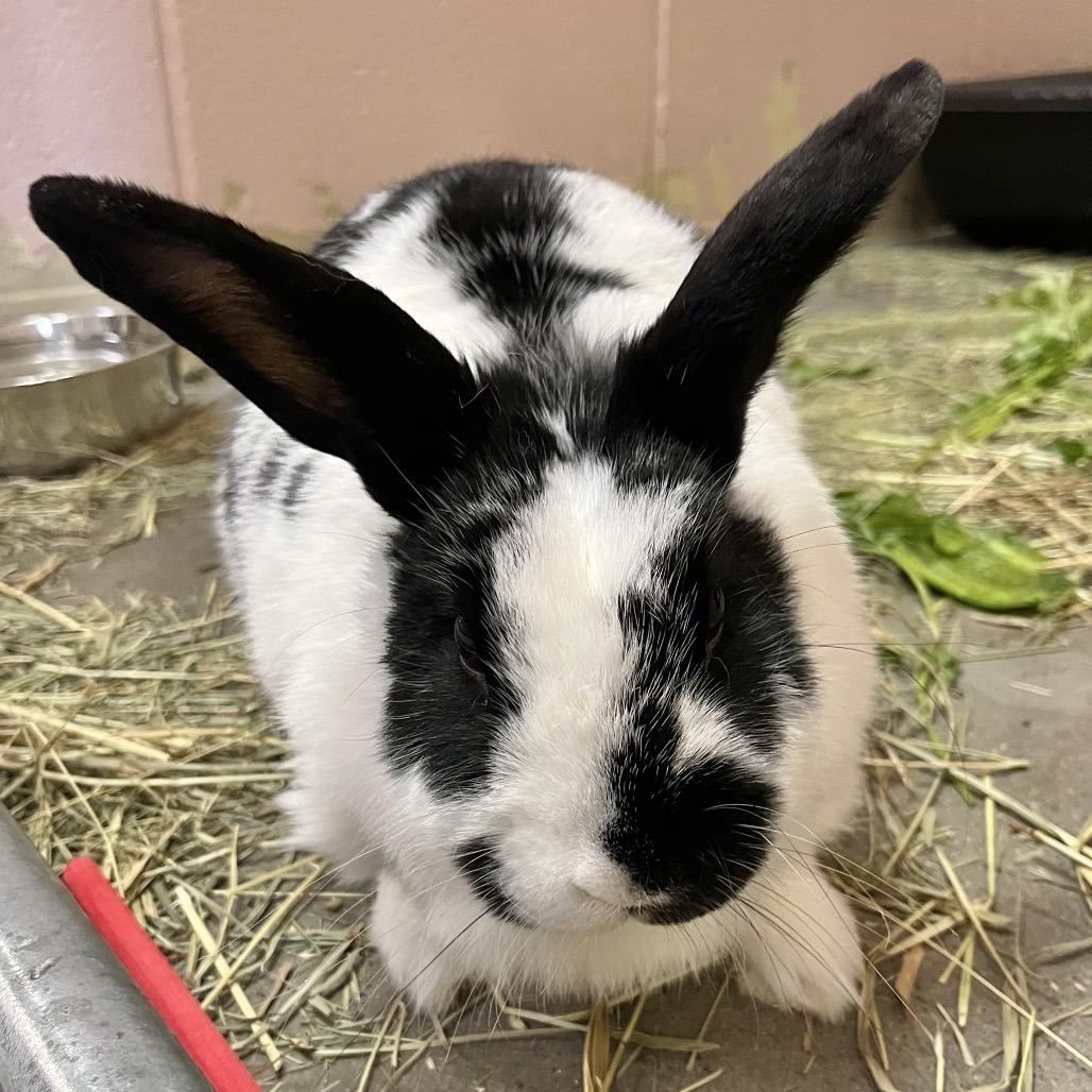 Enlarge Poppy, a Adoptable mixed breed in Owosso, MI image 3/4