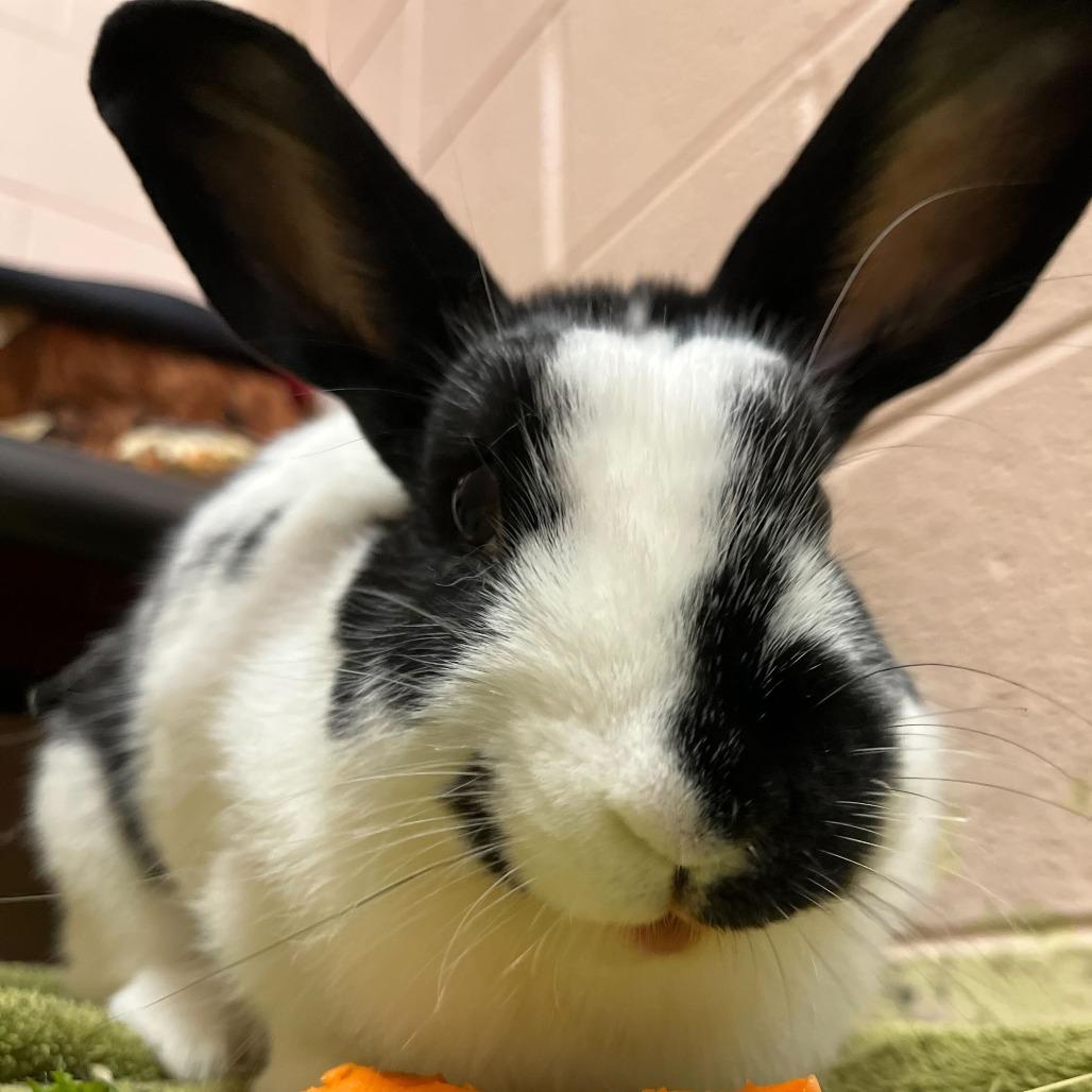 Enlarge Poppy, a Adoptable mixed breed in Owosso, MI image 4/4