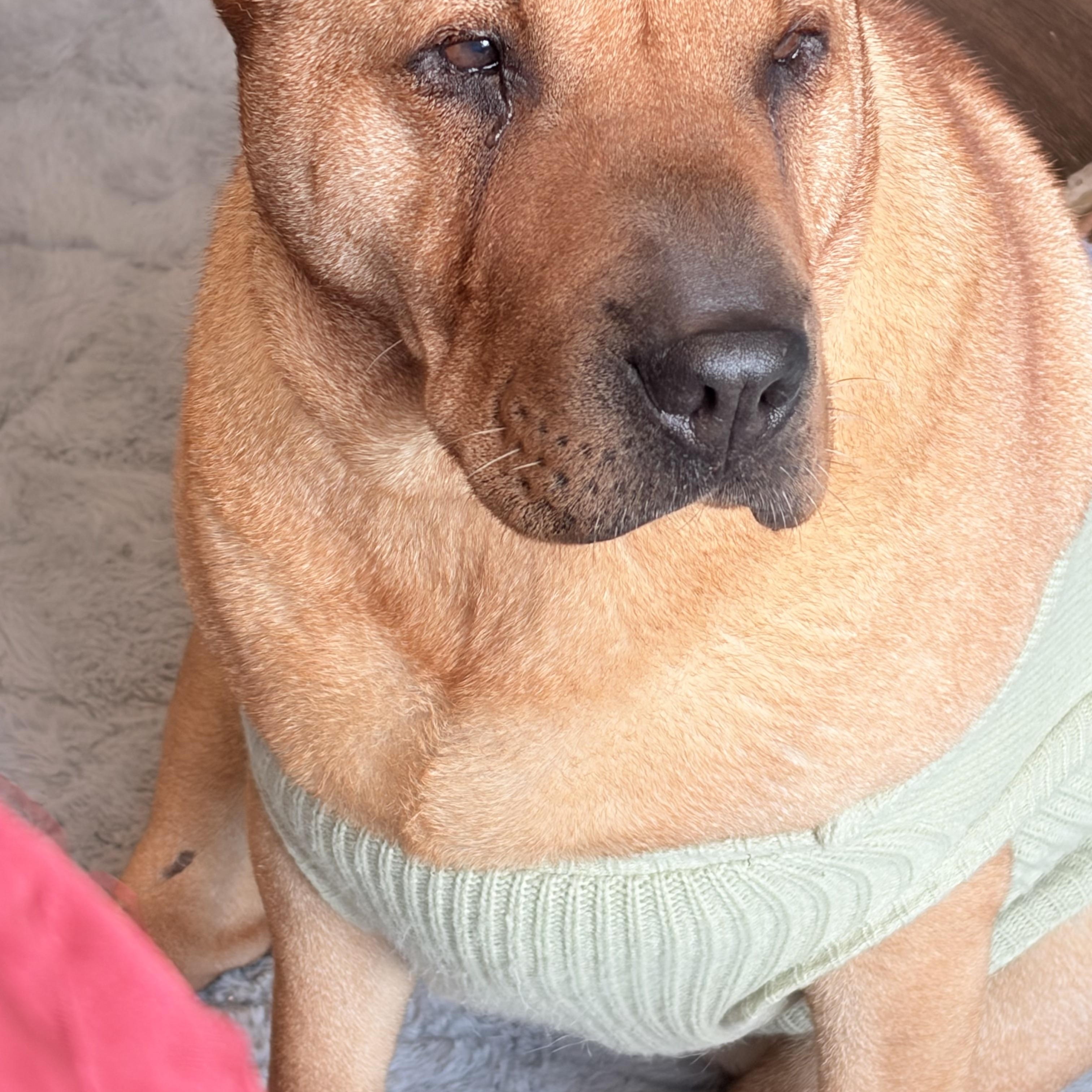 HONEY BUNZ, a ADOPTABLE Shar-Pei in Cameron, NC image 4/5