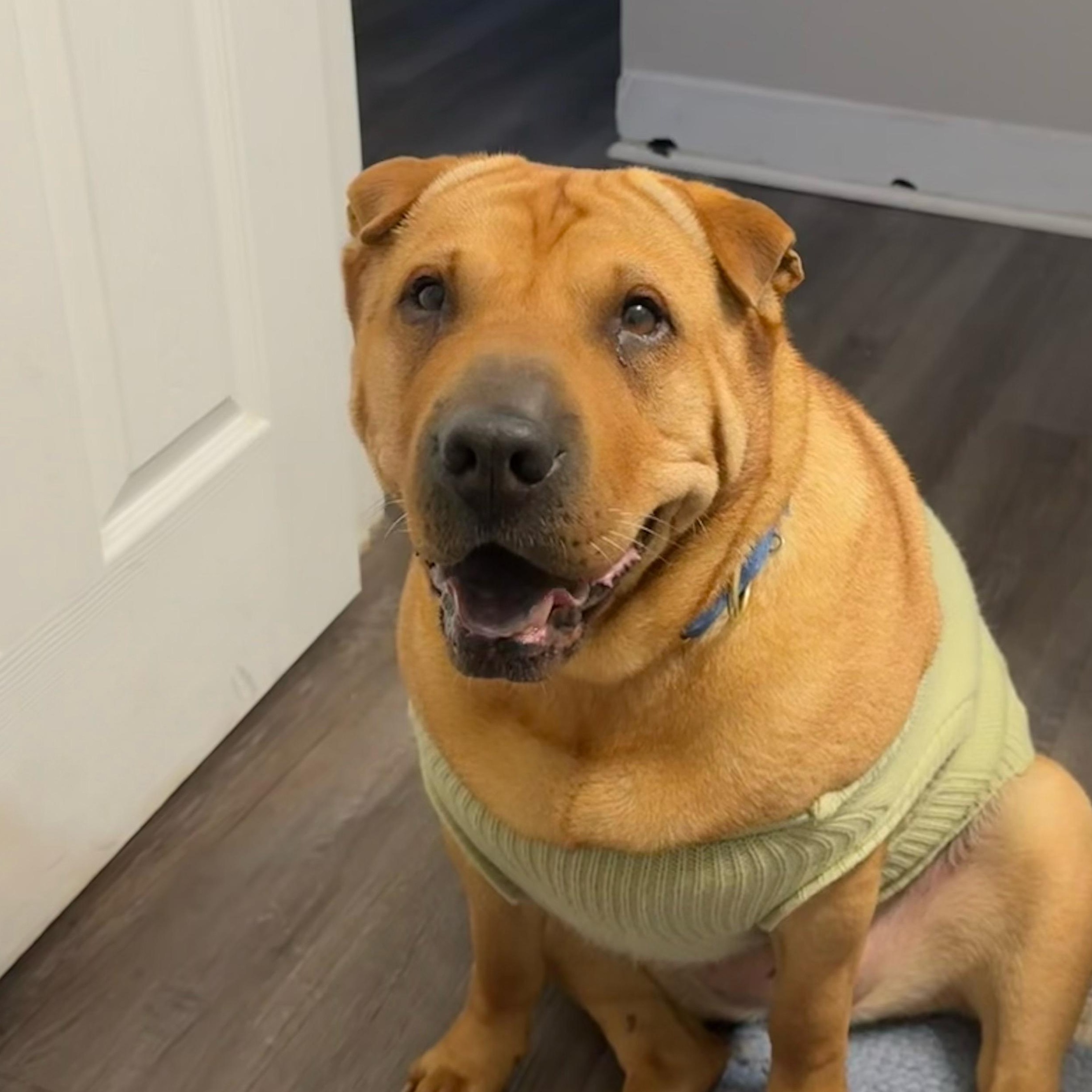HONEY BUNZ, adopted, Adult Female Shar-Pei.