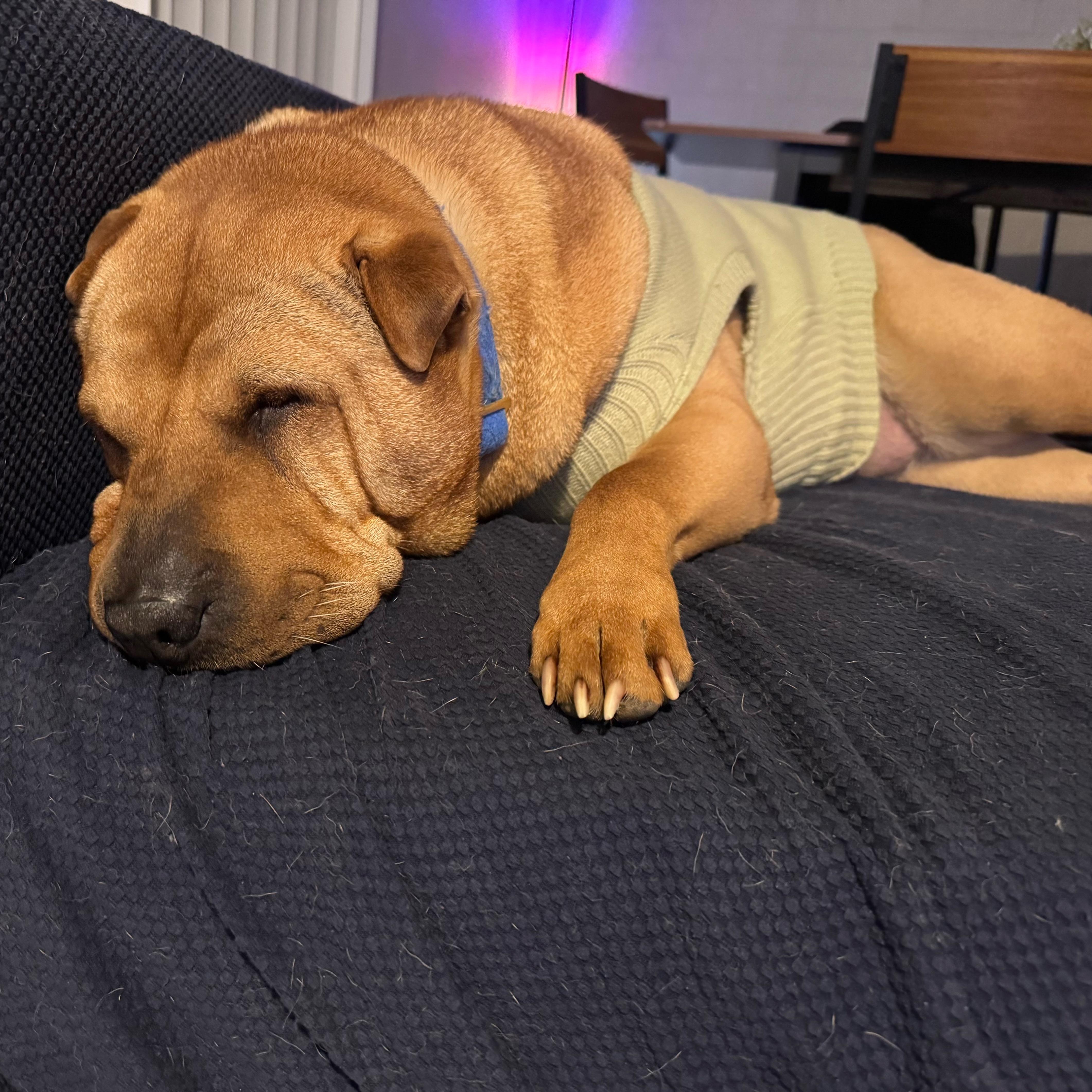 HONEY BUNZ, a ADOPTABLE Shar-Pei in Cameron, NC image 2/5
