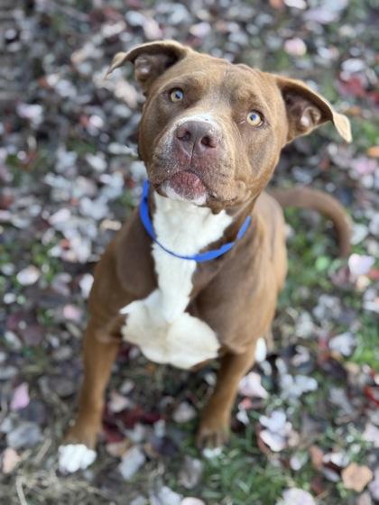 Holland, Adoptable, Adult Female Mixed Breed & Mixed Breed.