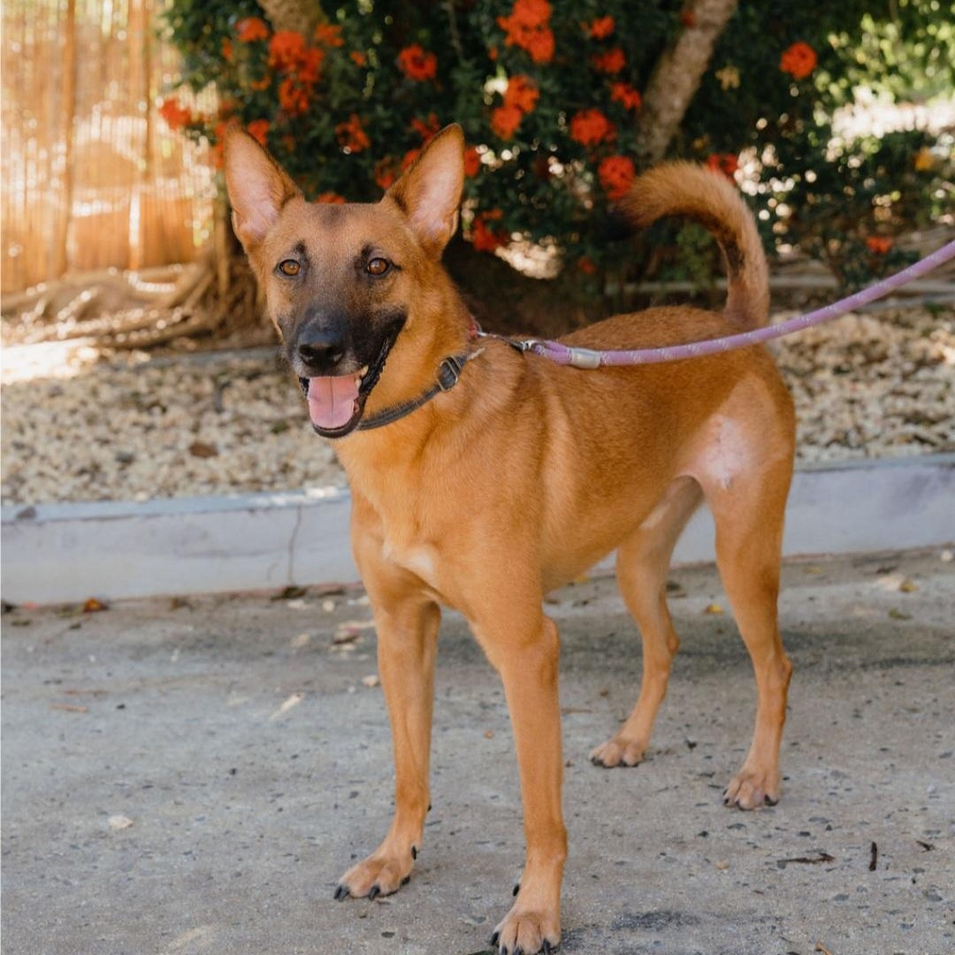BRUNO, Adoptable, Young Male Belgian Shepherd / Malinois & Mixed Breed.