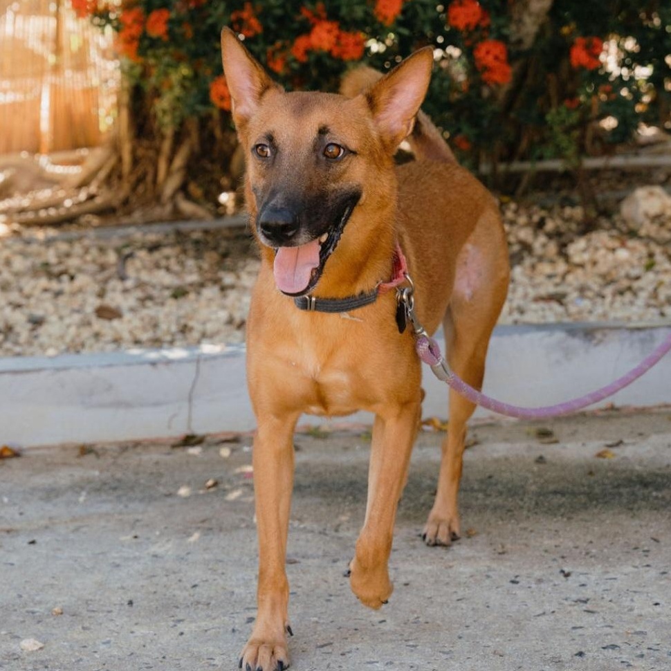 BRUNO, Adoptable, Young Male Belgian Shepherd / Malinois & Mixed Breed.