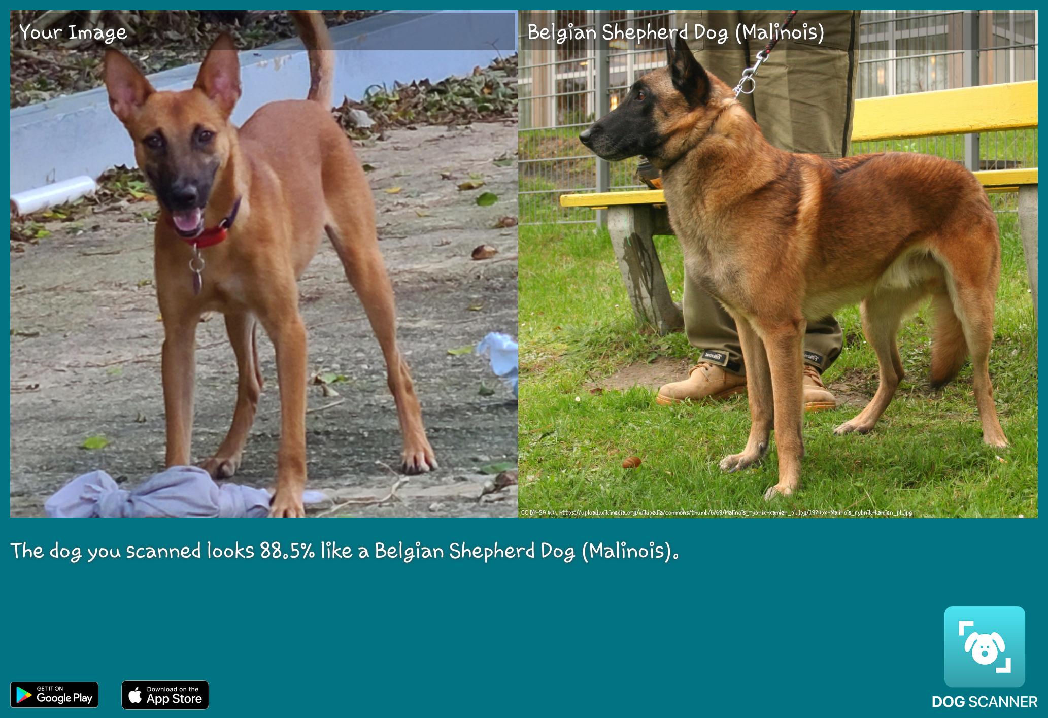 Enlarge BRUNO, a Adoptable mixed breed in Rincon, PR image 3/6