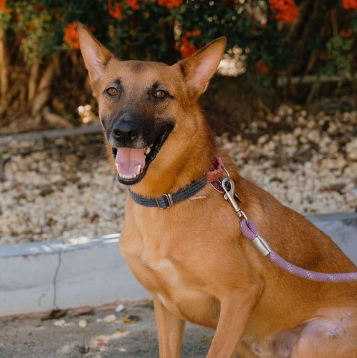 Enlarge Bruno, a Adoptable mixed breed in Rincon, PR image 1/6