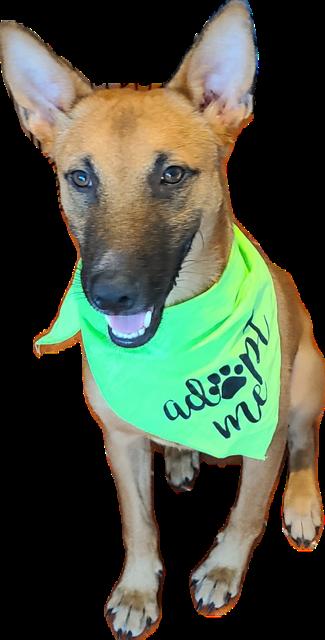 Enlarge BRUNO, a Adoptable mixed breed in Rincon, PR image 1/6