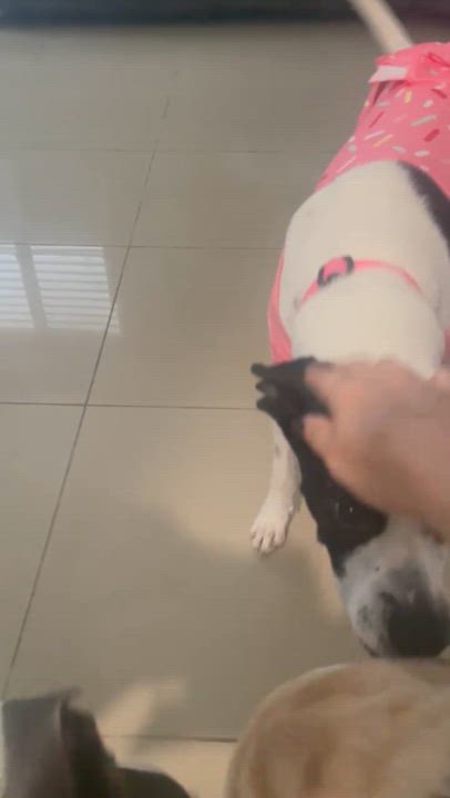 Enlarge BRUNO, a Adoptable mixed breed in Rincon, PR video 6/6