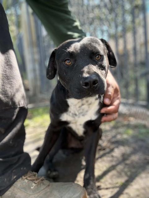 Enlarge TIM, a Adoptable Pit Bull Terrier in Riverside, CA image 1/1