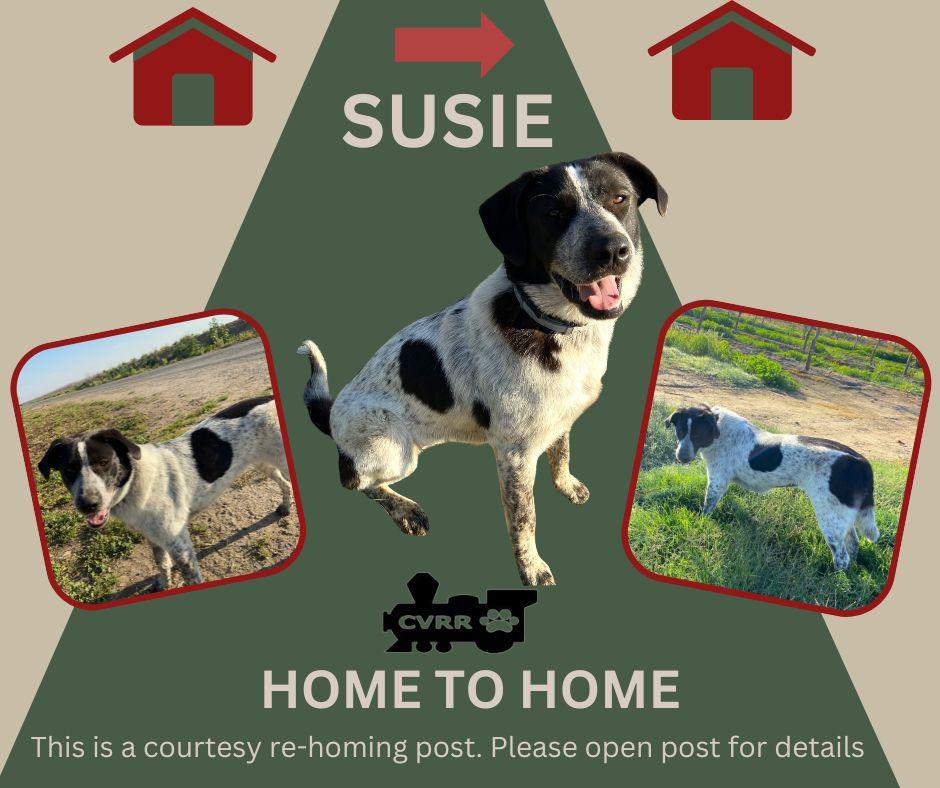 *Susie* HOME TO HOME, Adoptable, Adult Female German Shorthaired Pointer & Australian Cattle Dog / Blue Heeler.