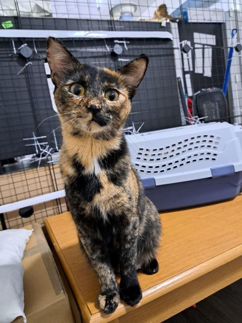 Maple Syrup, Adopted, Adult Female Dilute Tortoiseshell.