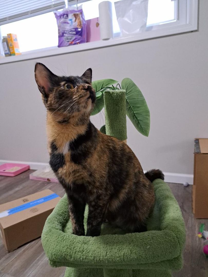 Maple Syrup, a Adopted Dilute Tortoiseshell in Plattsmouth, NE image 2/3