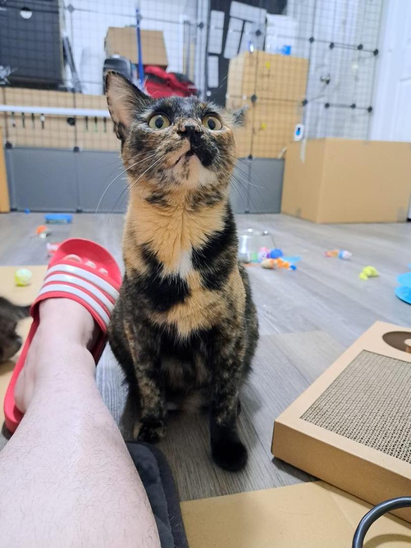 Maple Syrup, a Adopted Dilute Tortoiseshell in Plattsmouth, NE image 3/3