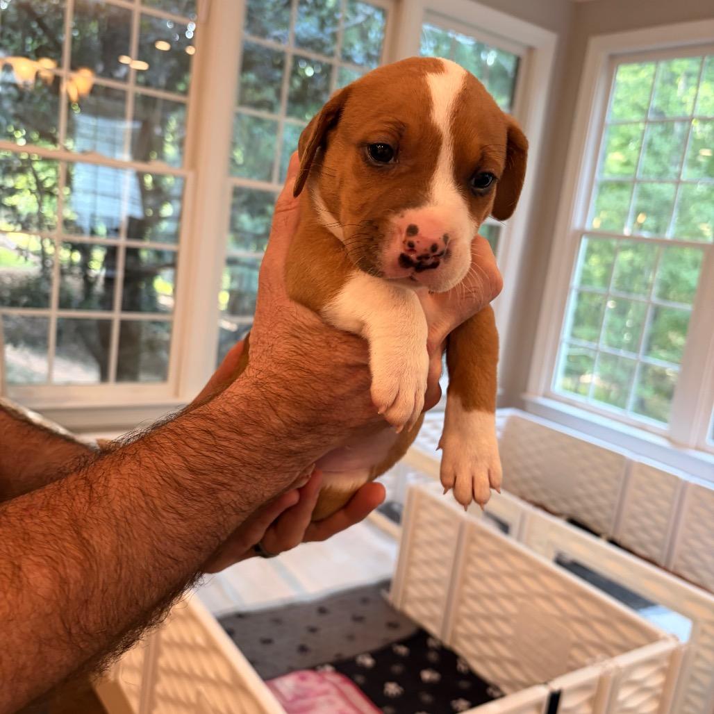 Snort, Adoptable, Puppy Male Border Collie & Pit Bull Terrier.