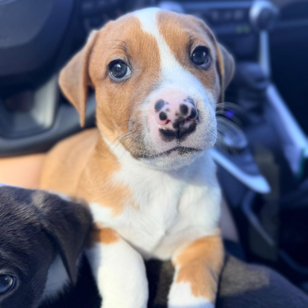 Enlarge Snort, a Adoptable mixed breed in Durham, NC image 2/6