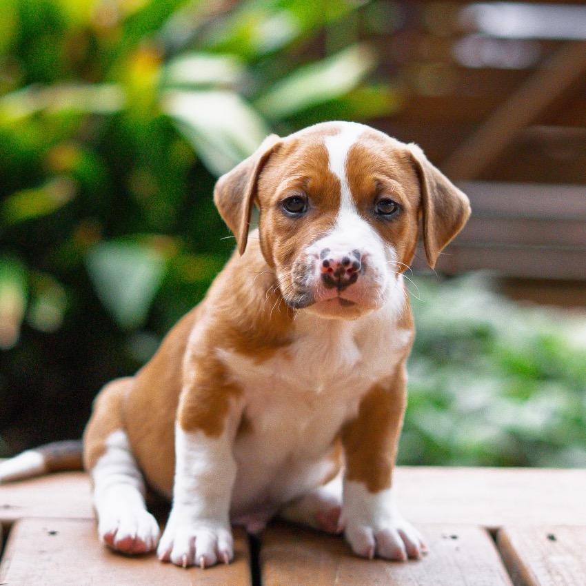 Enlarge Snort, a Adoptable mixed breed in Durham, NC image 3/6