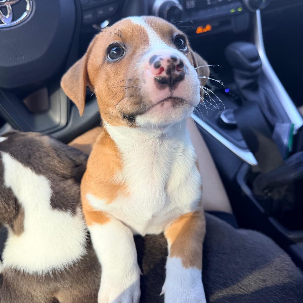 Enlarge Snort, a Adoptable mixed breed in Durham, NC image 4/6
