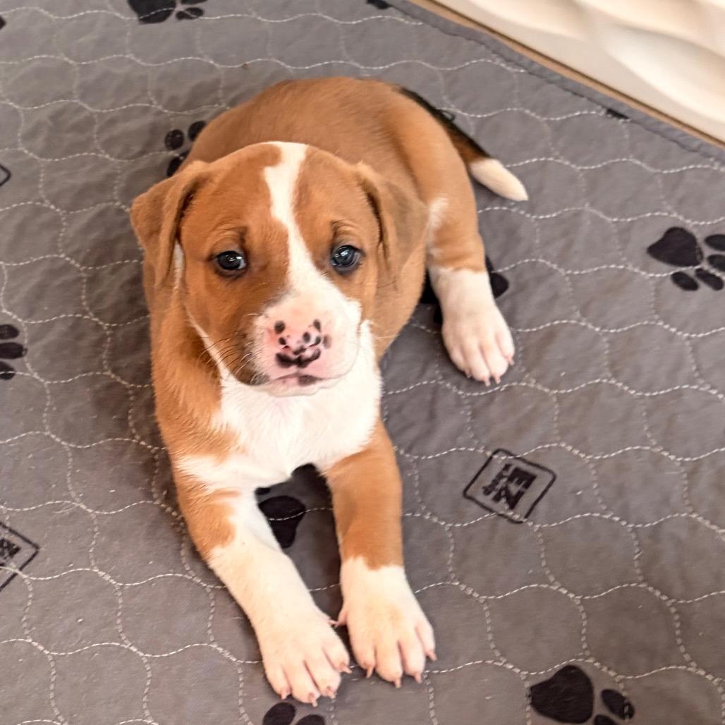 Enlarge Snort, a Adoptable mixed breed in Durham, NC image 5/6