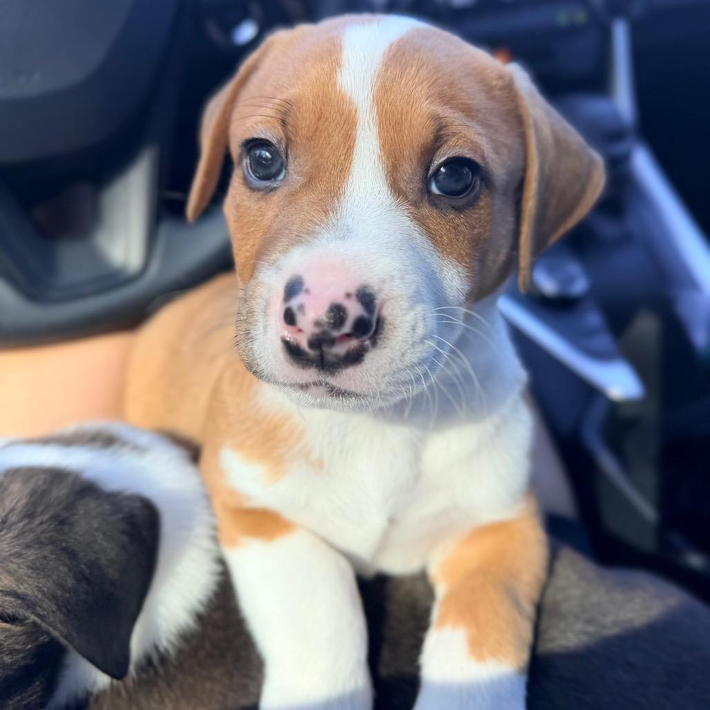 Enlarge Snort, a Adoptable mixed breed in Durham, NC image 6/6