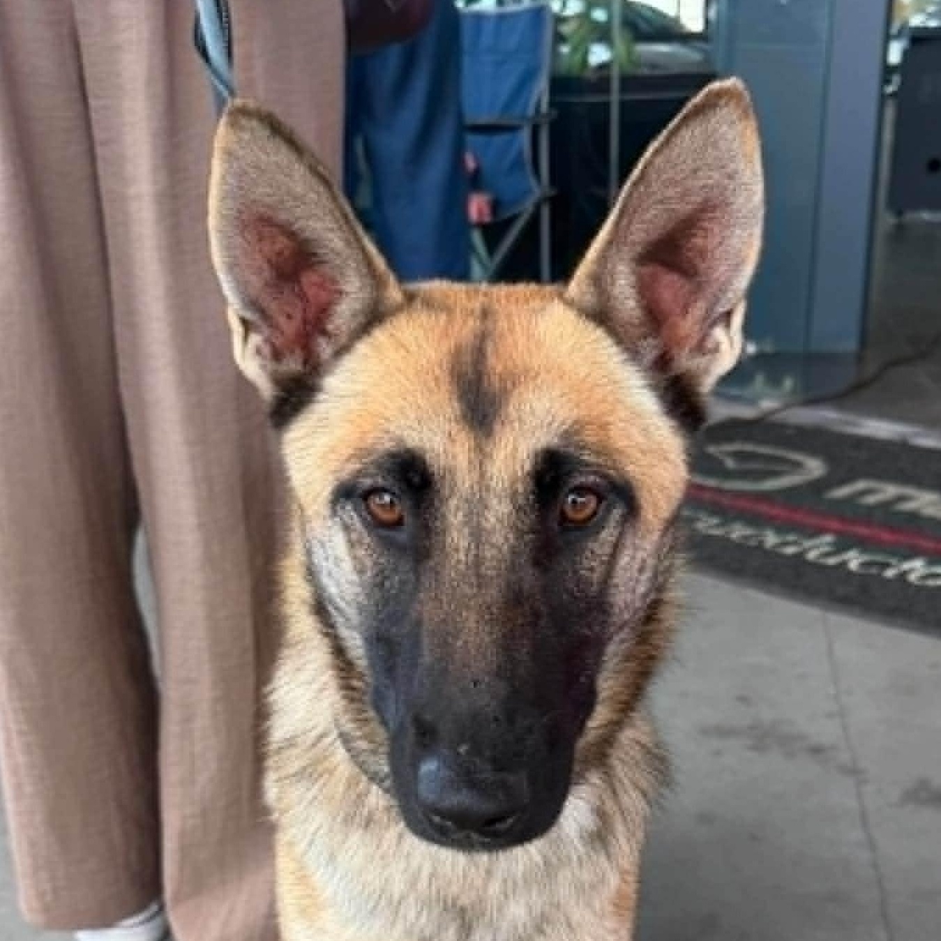 Rue (20260809-02), adopted, Young Female Shepherd & Belgian Shepherd / Malinois.