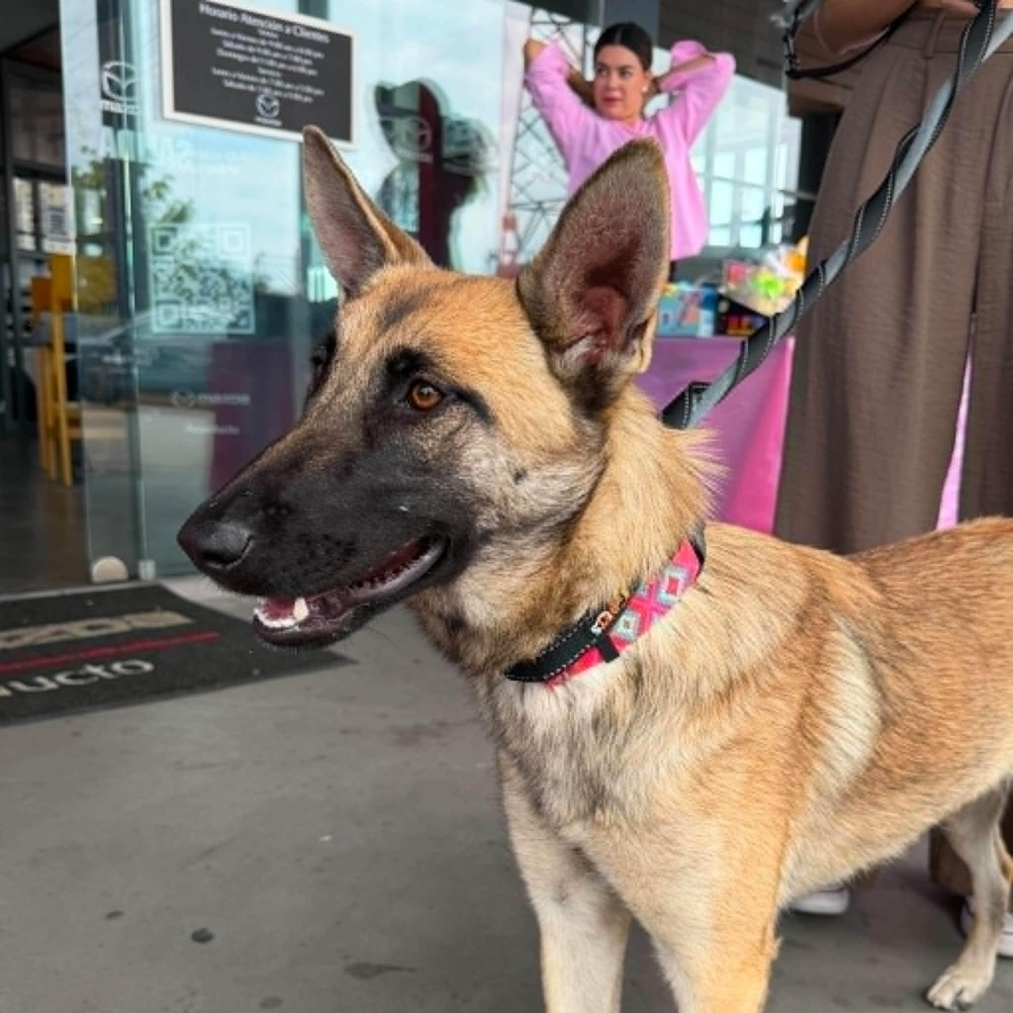 Rue (20260809-02), an adopted mixed breed in Mississauga, ON image 3/5