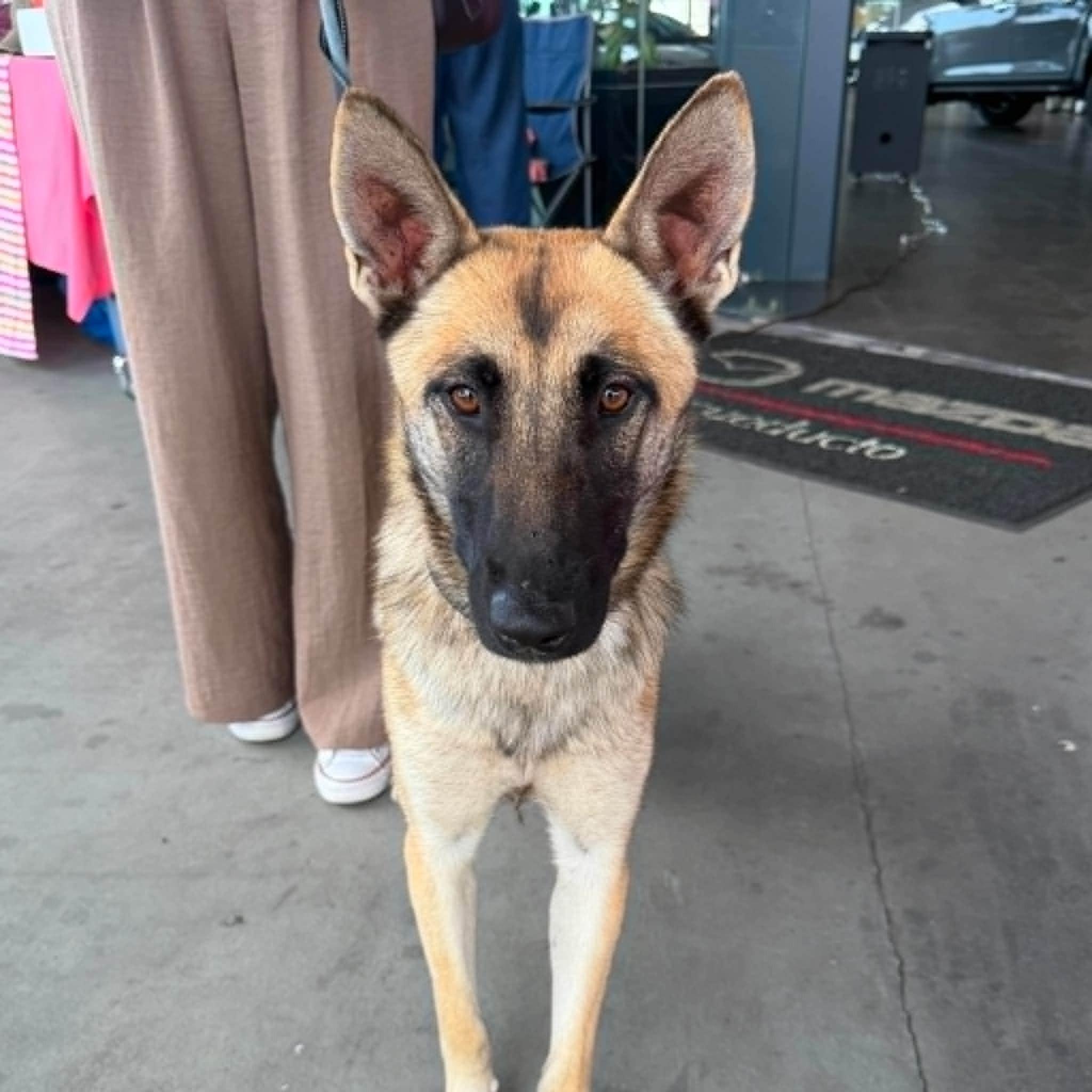 Rue (20260809-02), an adopted mixed breed in Mississauga, ON image 5/5