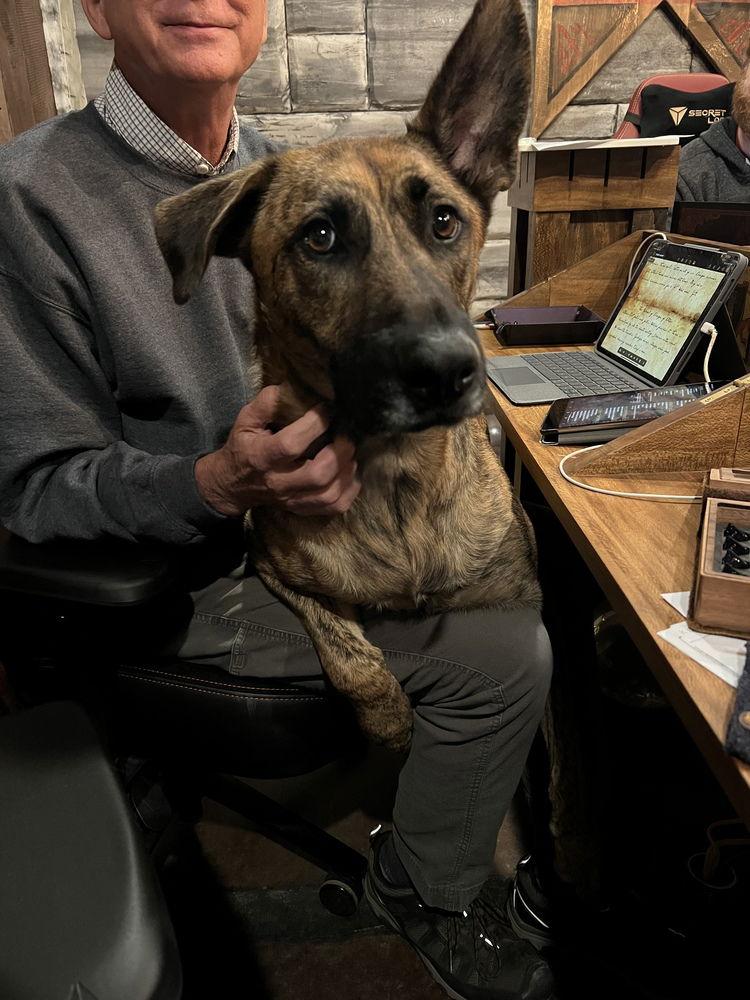 Enlarge Tigger, a Adoptable Dutch Shepherd in Candler, NC image 1/3