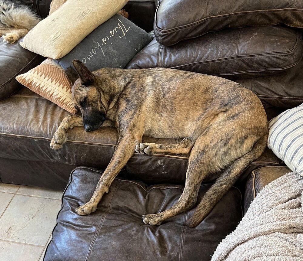 Enlarge Tigger, a Adoptable Dutch Shepherd in Candler, NC image 2/3