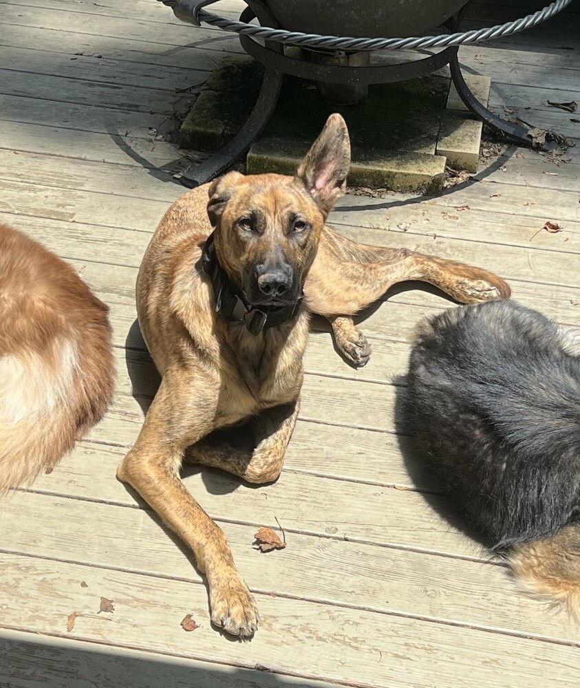 Enlarge Tigger, a Adoptable Dutch Shepherd in Candler, NC image 3/3