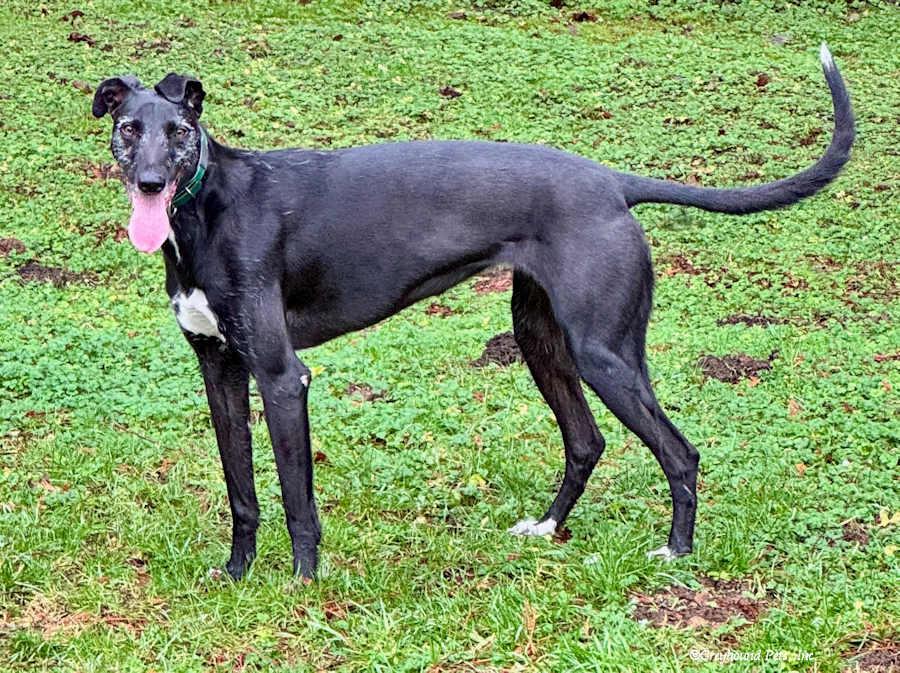 Lake, Adoptable, Young Female Greyhound.