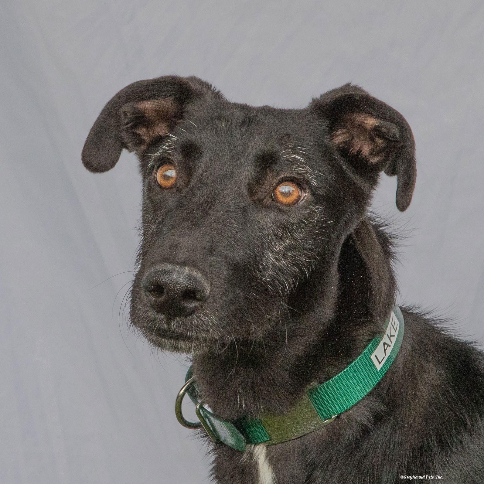 Enlarge Lake, a Adoptable Greyhound in Woodinville, WA image 2/5