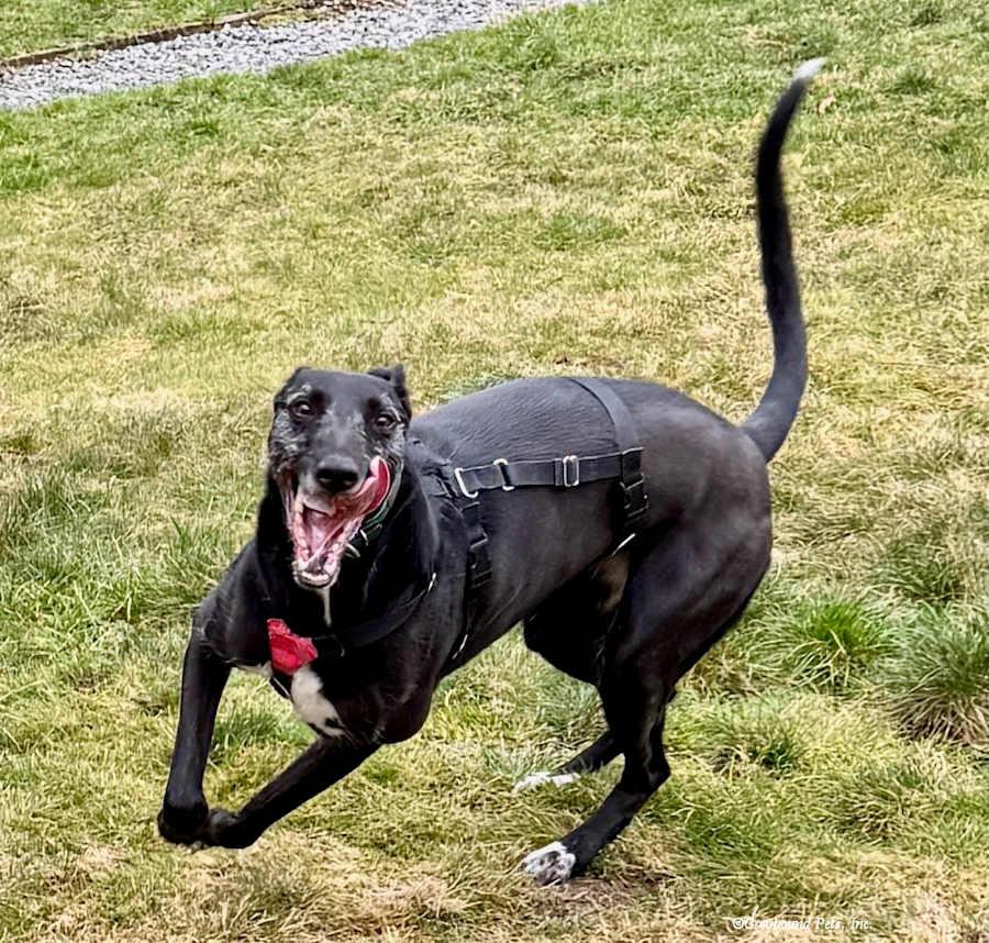 Enlarge Lake, a Adoptable Greyhound in Woodinville, WA image 3/5
