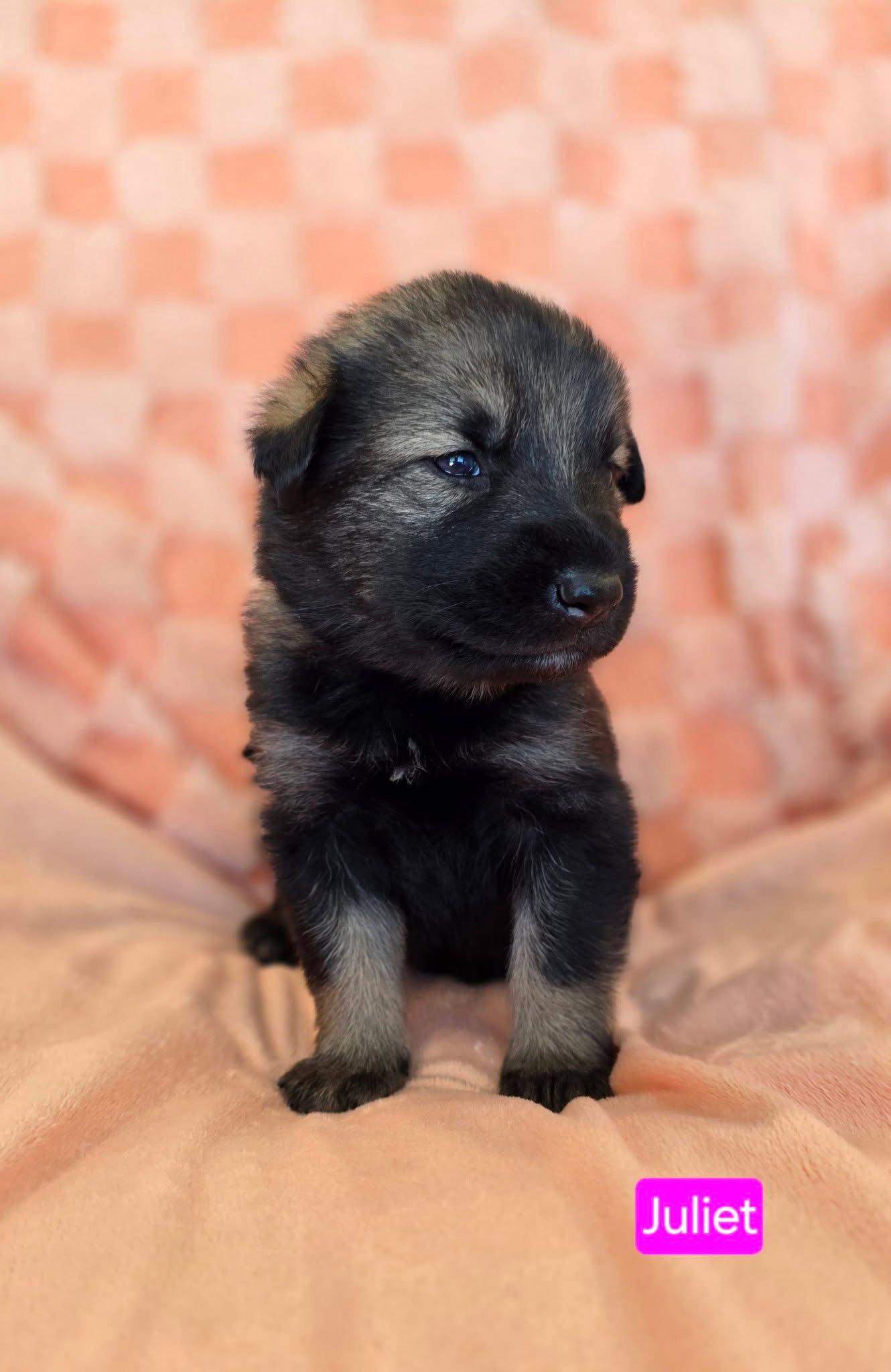 Juliet, Adoptable, Puppy Female Shepherd & Pit Bull Terrier.