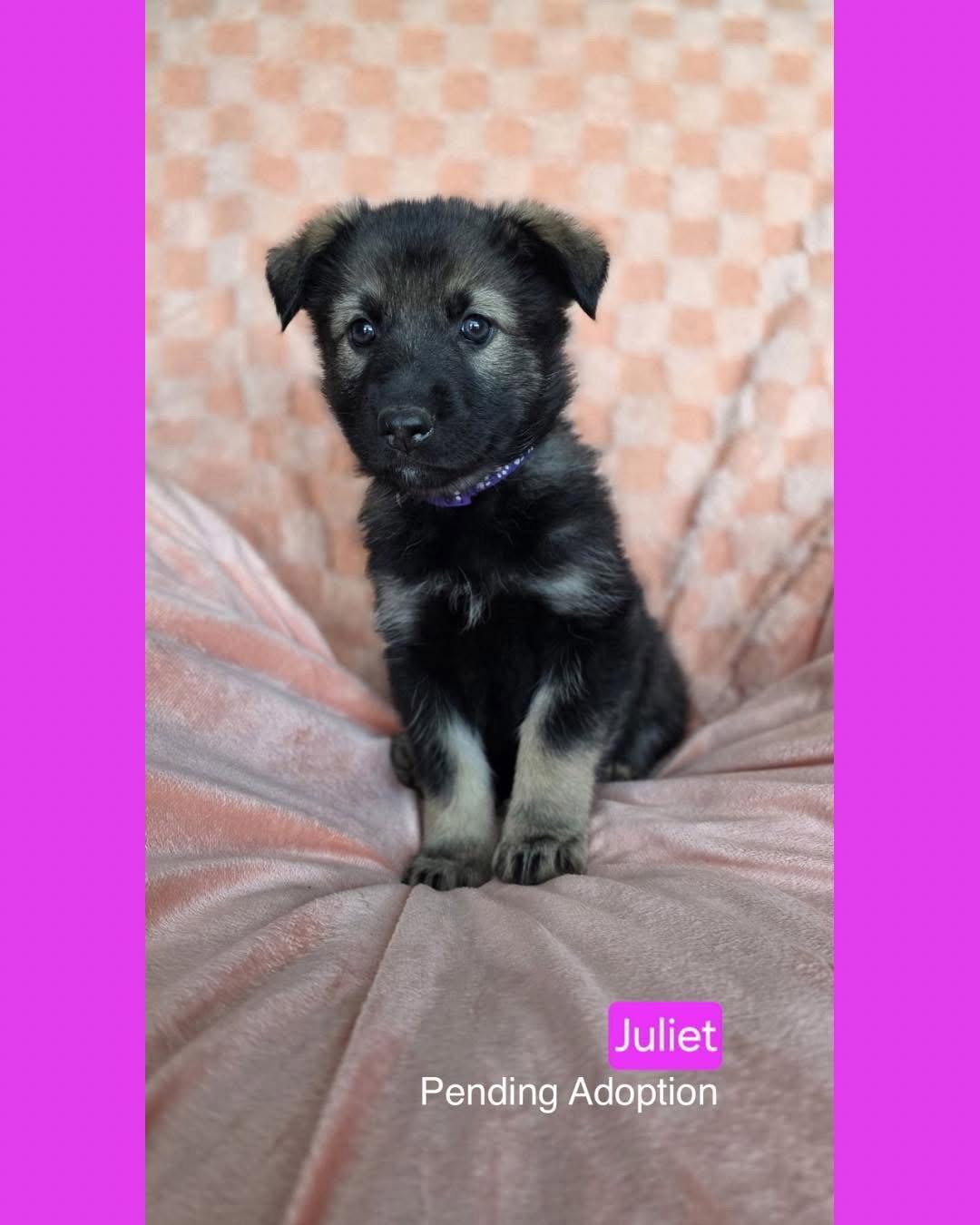 Enlarge Juliet, a Adoptable mixed breed in Duluth, MN image 2/3