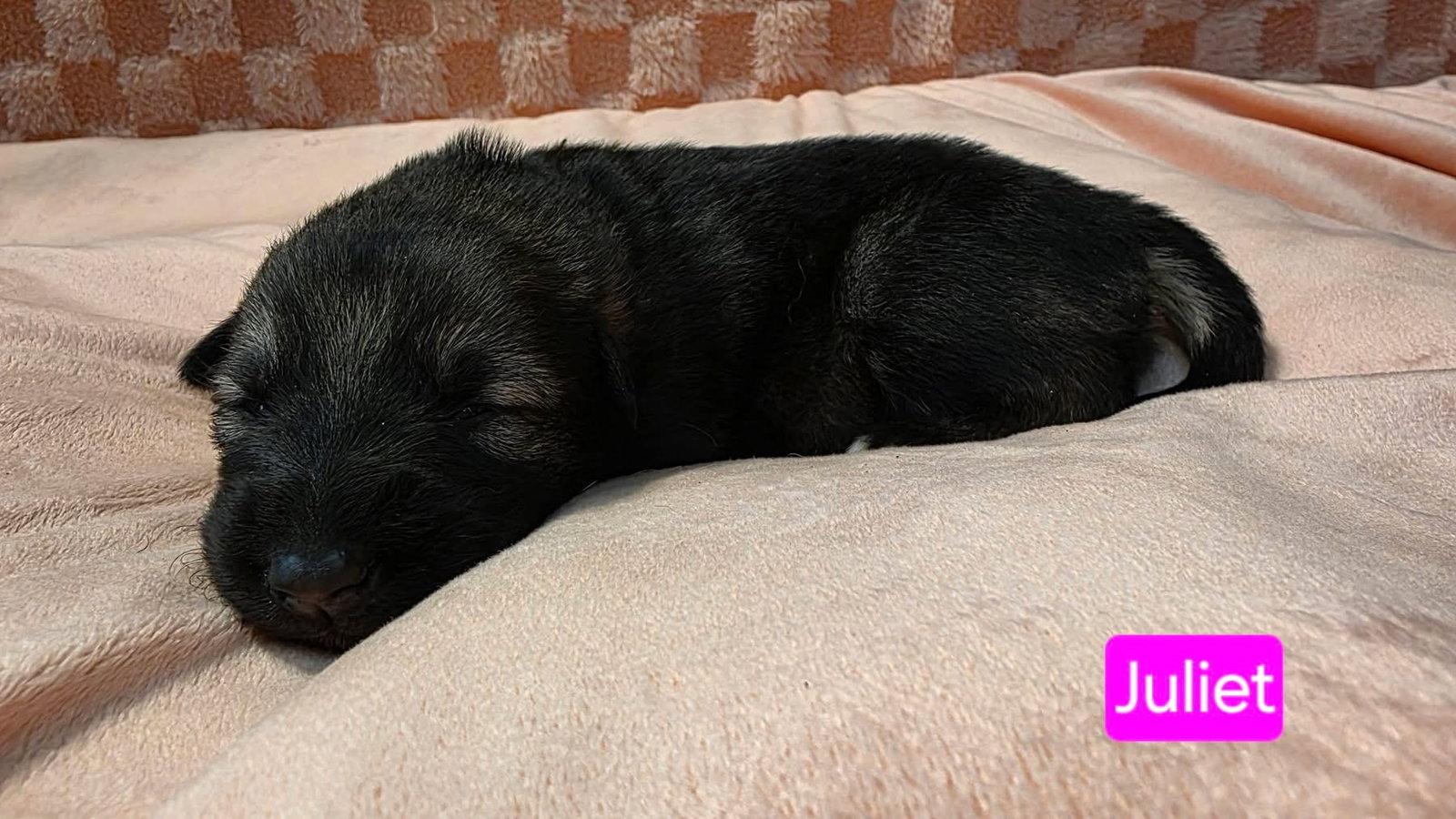Enlarge Juliet, a Adoptable mixed breed in Duluth, MN image 3/3